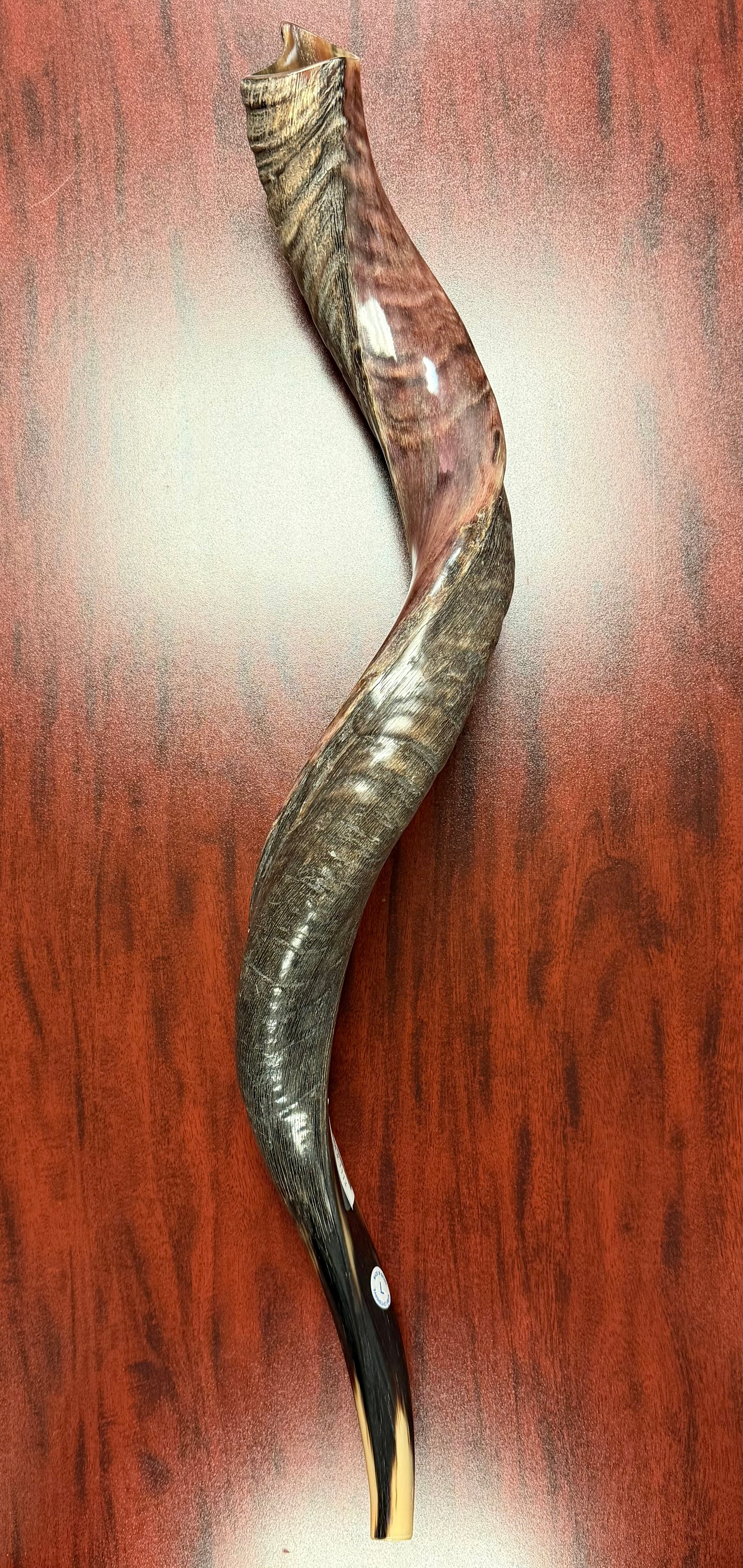 Kudu Mediano – 36"-39"