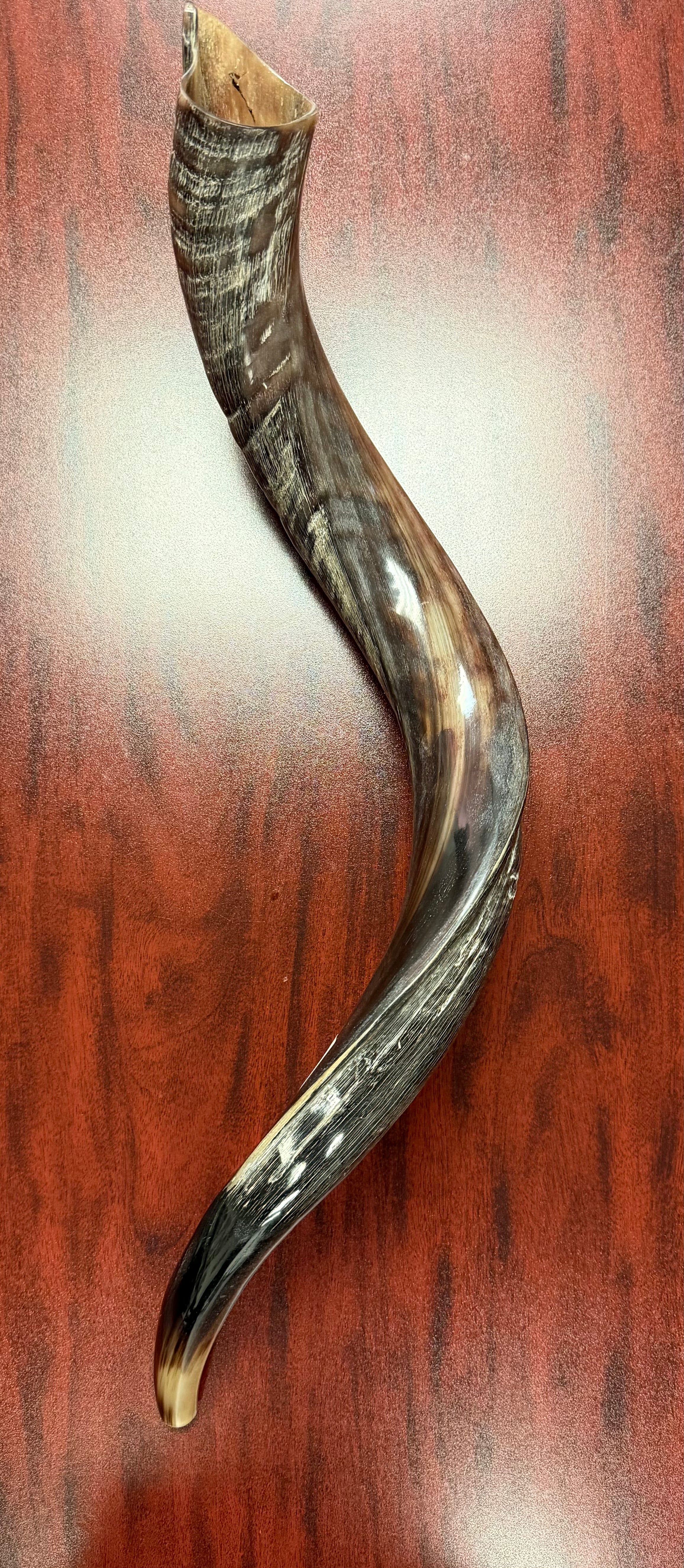 Kudu Pequeño – 32"-35"